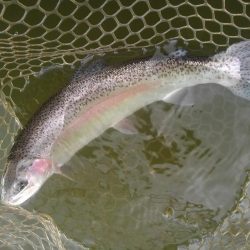 大安トラウトレイク 釣果